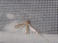 Lưới chống muỗi Inox